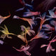 Cover art for album Smacht by David Collier