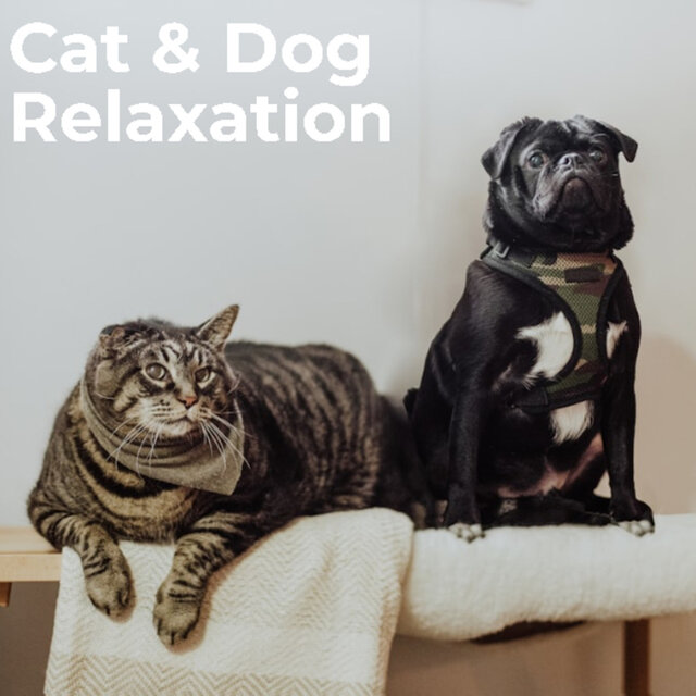 Cat & Dog Relaxation
