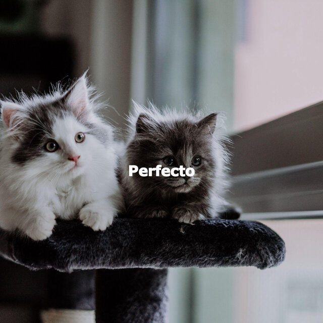 Perfecto