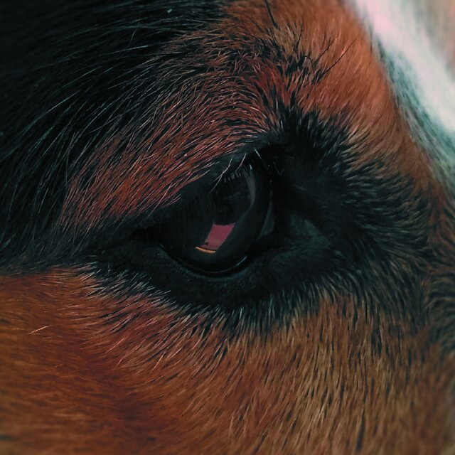 Divagaciones de mi perro