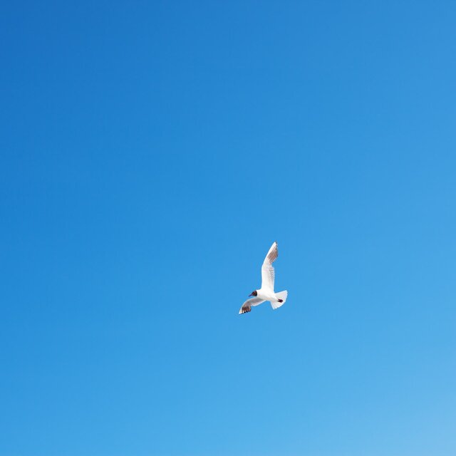 SOAR