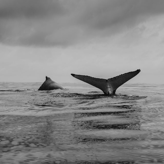 Universal Whale