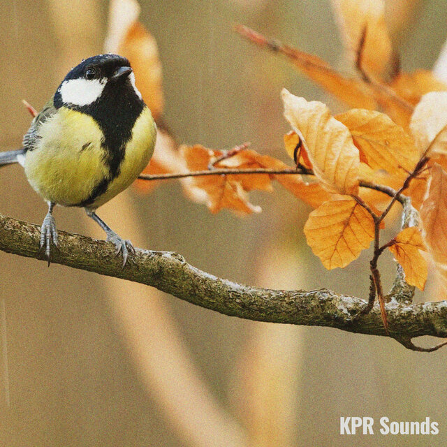 Soothing Birds