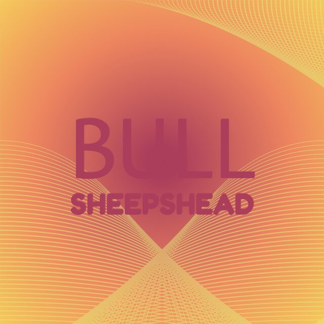 Bull Sheepshead