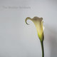 Cover art for album Calla Lily by The Brother Brothers