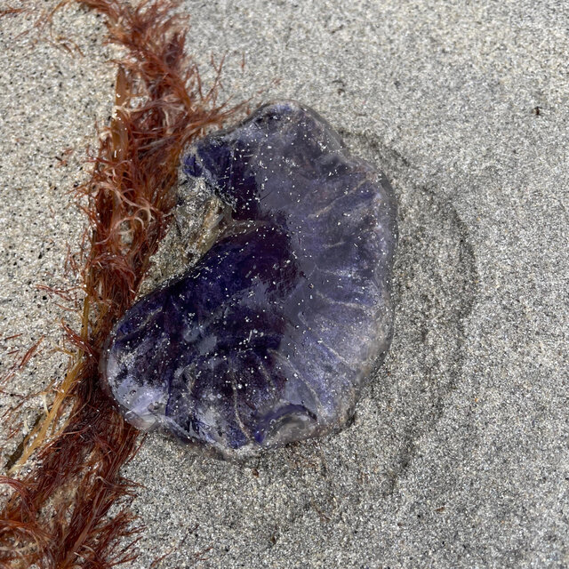 sea angel