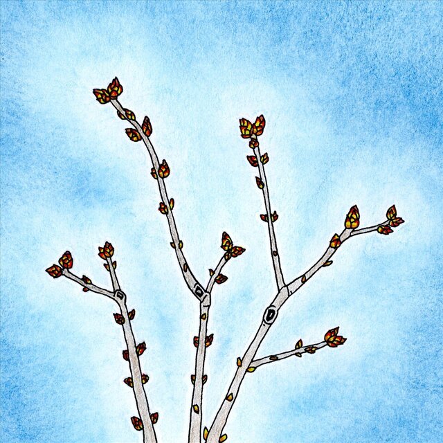 Blossoming With the Spring