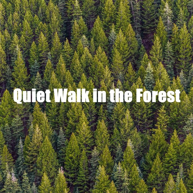 Quiet Walk in the Forest