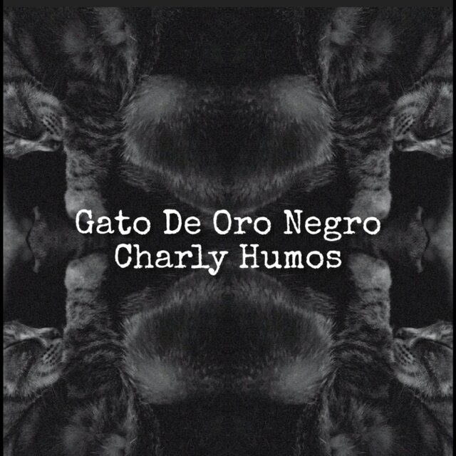 Gato De Oro Negro
