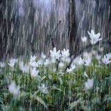 The Wide Open Storm in the Forest
