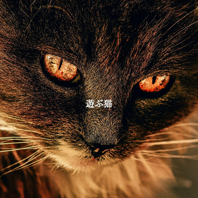 遊ぶ猫