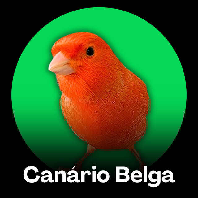 Canário Belga - Para Ensinar Filhotes (Treinamento)