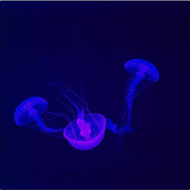 ghostflora