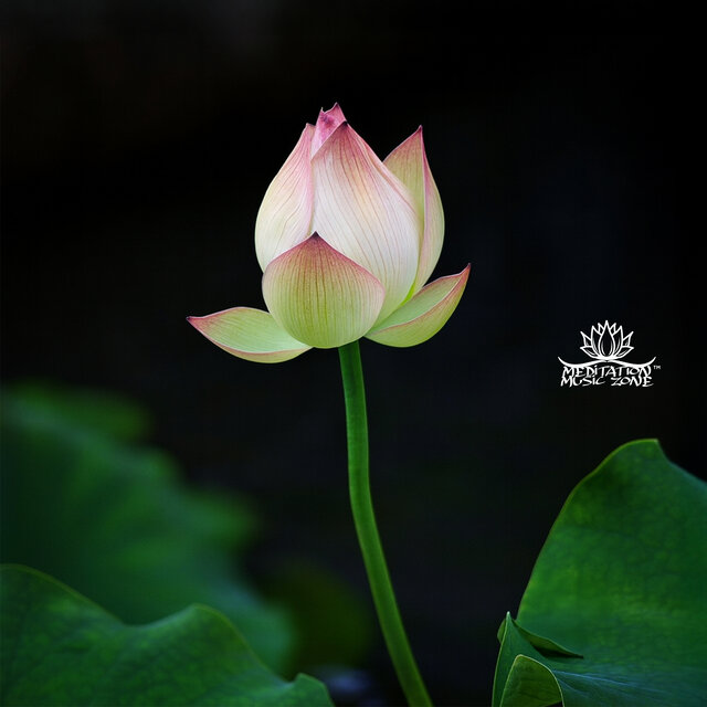 Four-Petaled Healing
