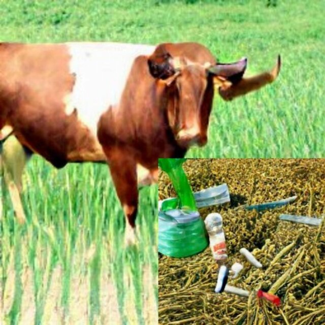 Sugar Fields