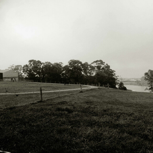 four trees