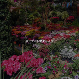 Astonishing Ambiance for Gentle Atmospheres