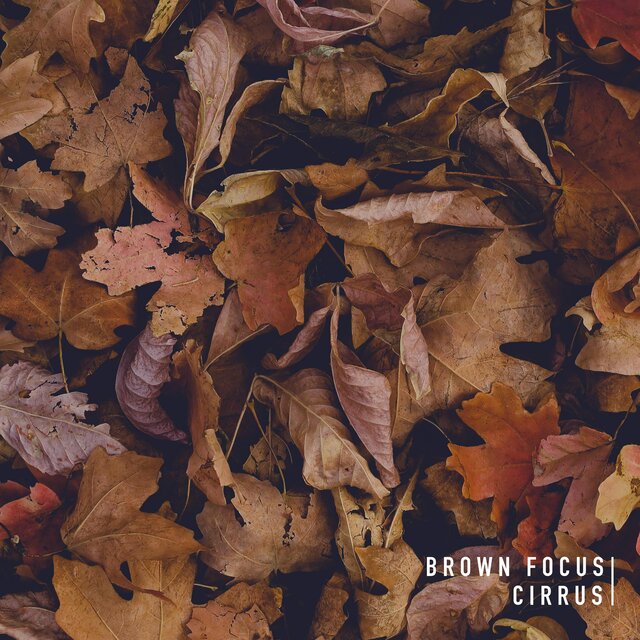Brown Focus