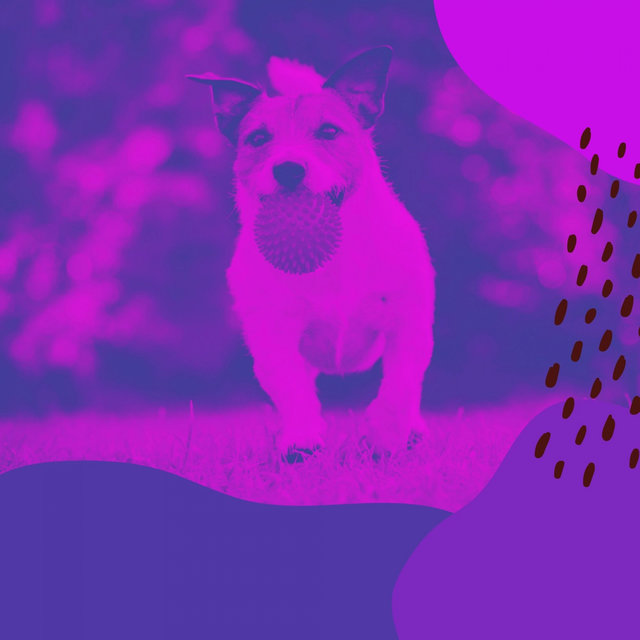 Music for Resting Pups (Acoustic Guitar)