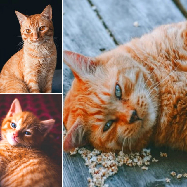 Magical Bgm for Soulful Kittens