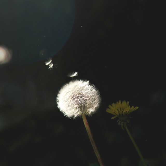 Melodies of Silence