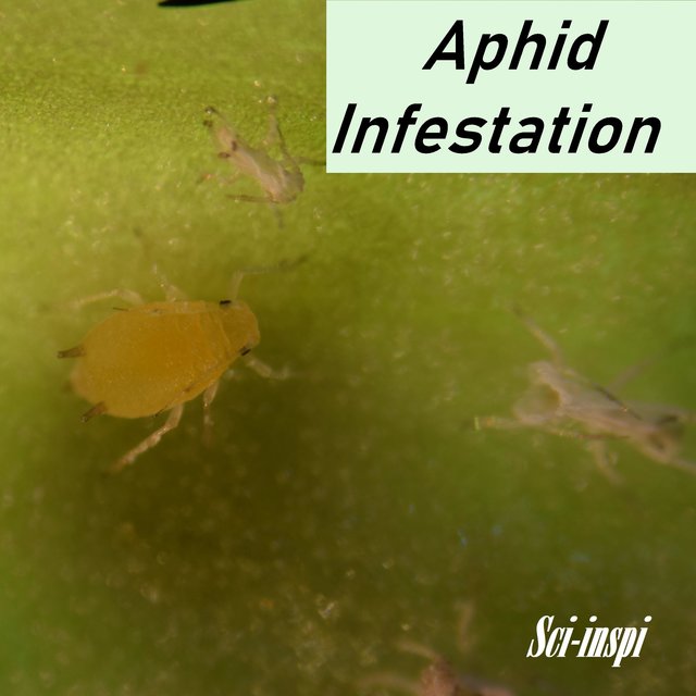 Aphid Infestation