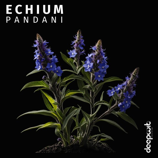 Echium