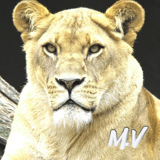 Ma Lionne