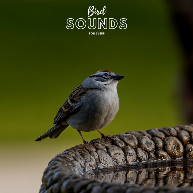 Bird Sounds For Sleep