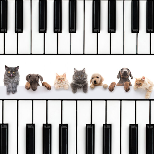 Harmony in Pet's Heart: Reflective Piano Connection