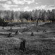 Cover art for album Shade of the Trees by Storyhill
