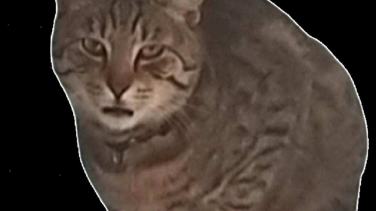 Gato Desperado!