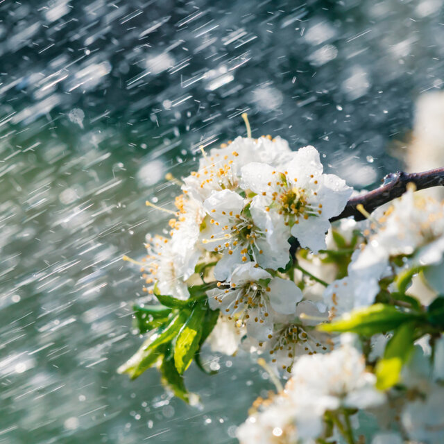 Dreamland Drizzles: Music for Stress Relief