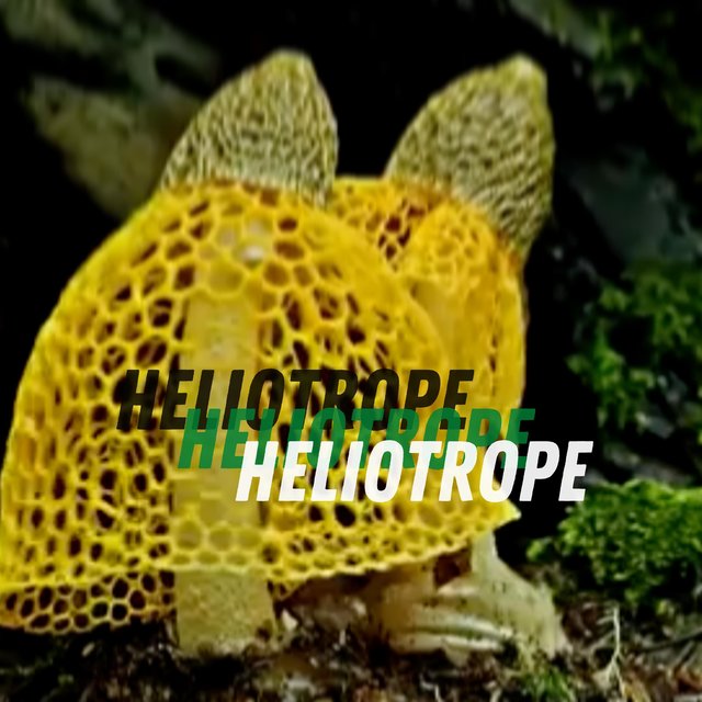 Heliotrope