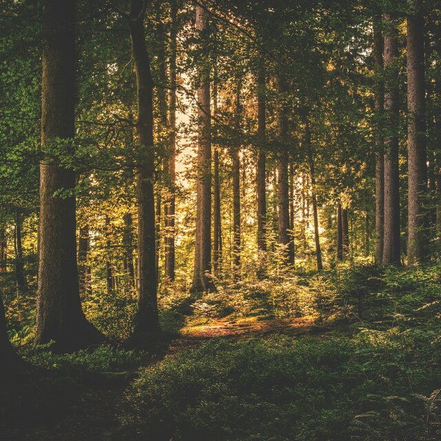 Forest Breathing