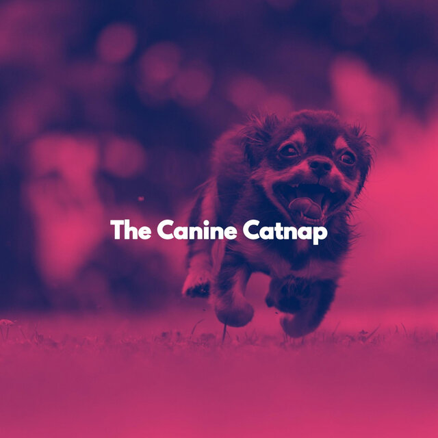 The Canine Catnap