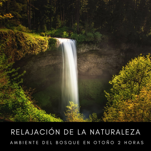 Relajación De La Naturaleza: Ambiente Del Bosque En Otoño 2 Horas