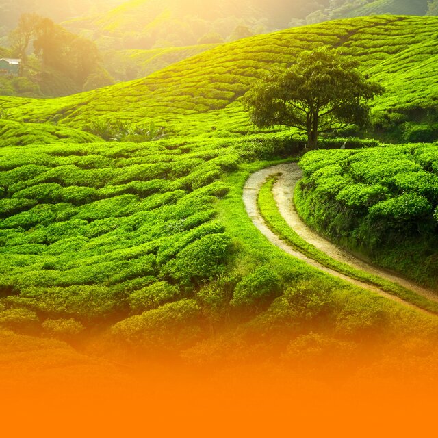 Relaxing Wellness Music For Healing Sleep And Stress Reduction