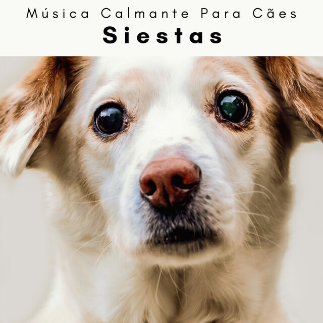 4 Perro: Siestas