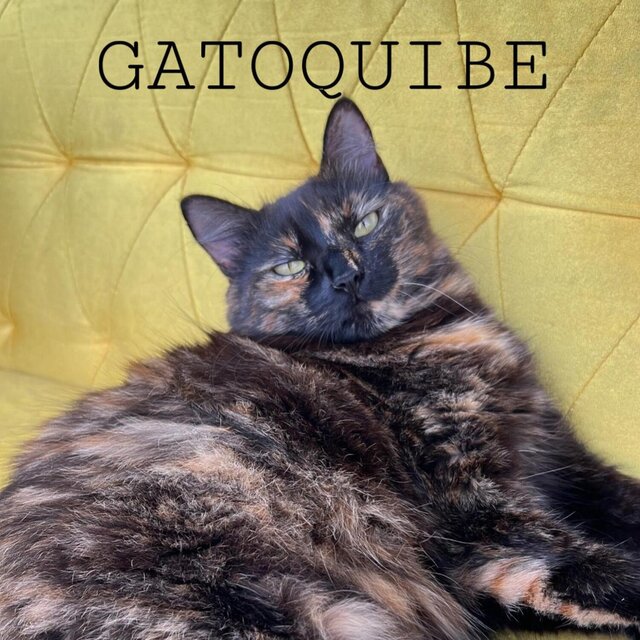 Gatoquibe