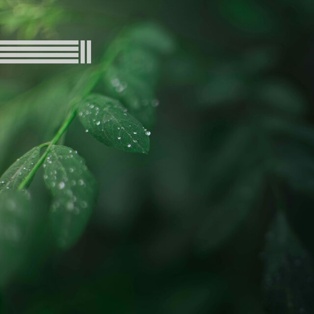 Sons De La Nature: La Pluie