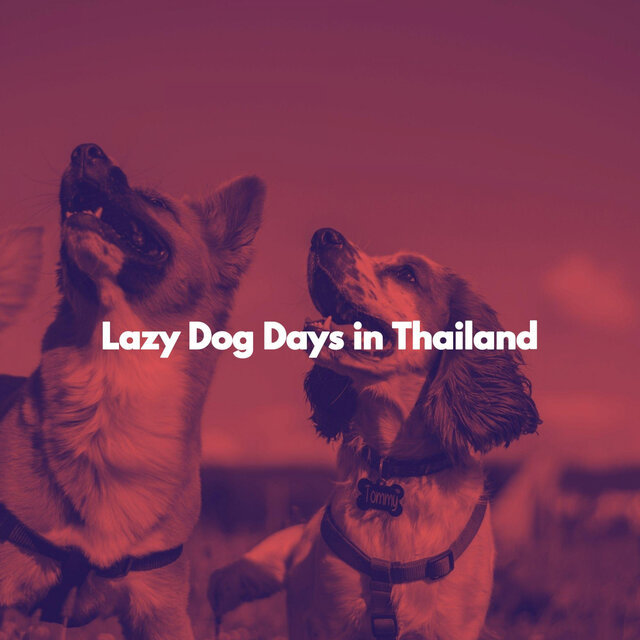 Lazy Dog Days in Thailand