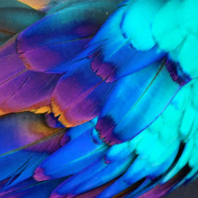 Spreading Feathers