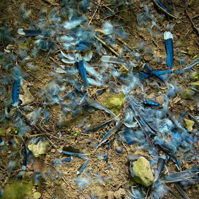 Something Died Here