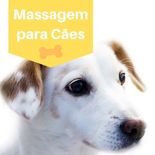Massagem para Cães: Música de Relaxamento para Cuidar de Seus Animais de Estimação