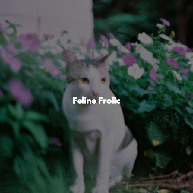 Feline Frolic