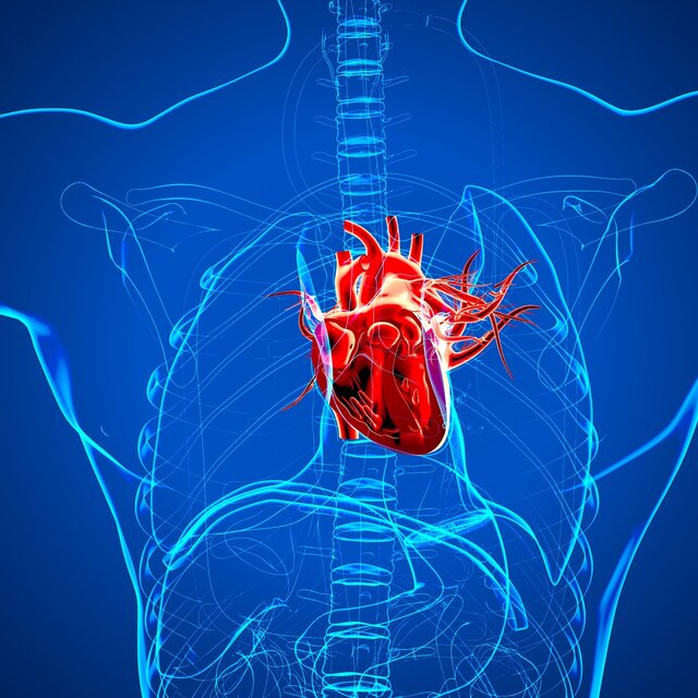 Migliorano la circolazione e la sincronizzazione del battito cardiaco