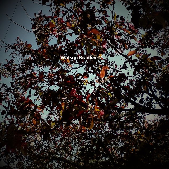 Watson Bradley IV (HD Remix)
