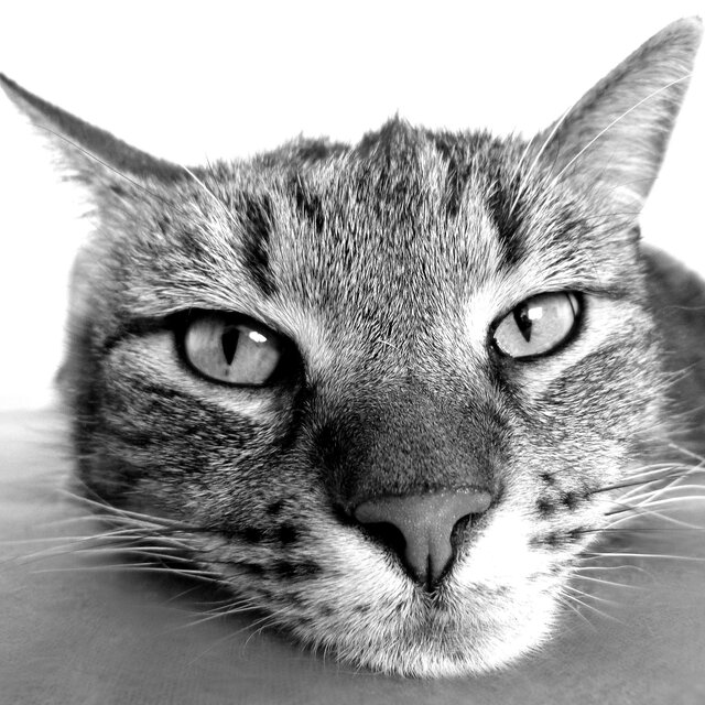 Music for Cat