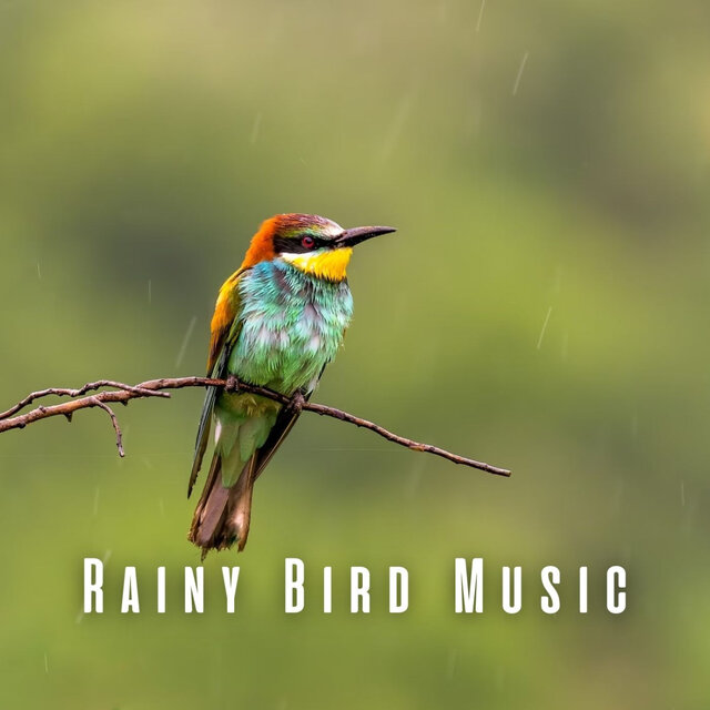Rainy Bird Music